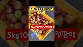 신비복숭아 선별중 !!#신비복숭아 #산지직송 #제철과일 #복숭아 #귀촌라이프 #일상 #한정판매