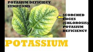 POTASIUM USES IN PLANTS