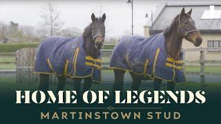 "A FIVE-STAR HOTEL FOR HORSES!" - THE INCREDIBLE MARTINSTOWN STUD