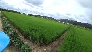 2022 강풍 방제  Korea's drone spraying pesticides