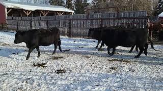 2022 Simmental Angus cross blacks