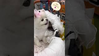 귀여움으로 1등한 강아지 #샤샤의하루 #루퐁이네 #포메라니안 #강아지 #pets