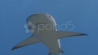 Shark Swims Towards Camera. Stock Footage