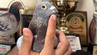 Racing Pigeons.. Pakistan Pigeon Auction (Golden Edition)..