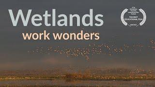 Wetlands work wonders