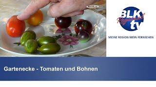 Gartenecke - Tomaten und Bohnen