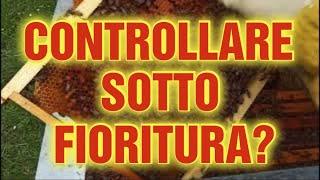 Apicoltura CD: Controlli sotto fioritura, è indispensabile?