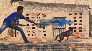 The Superman Dogcatchers of India - Sarvodaya Vets