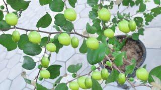 How To Propagate Jujube Tree Fast From Cutting (100% Success)