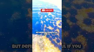 Common behavoir of this sea creature #shorts #sea #ocean #fishinglife #lowtide #fish #facts #seafood