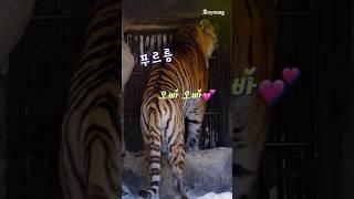 (24.12.28.) 오빠! 편지쓰고 간 미호땜에 기분 좋은 선호오빵 #시베리아호랑이 #선호 #미호 #서울대공원_동물원 #siberiantiger #アムールトラ #shorts