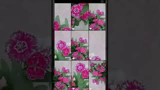 what is the flower name? #shortvideo