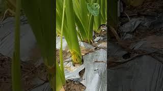 Taro Farming Techniques  #satisfying #shortsvideo