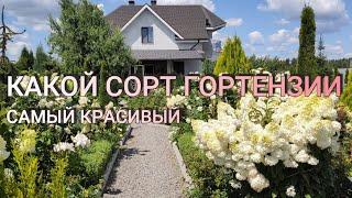 КАКАЯ ГОРТЕНЗИЯ САМАЯ КРАСИВАЯ | Какой сорт гортензии самый красивый | Какую гортензию выбрать в сад