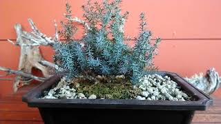 Winter colours on collected Juniper and hardy tree bench set-up for winter #yamadori #bonsai