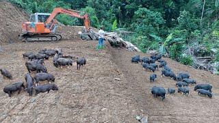 Full video: a year of building a life in the forest P3: digging the foundation, expanding the farm