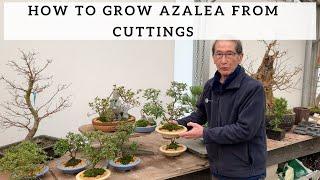 How to Grow Azalea from Cuttings