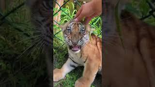 OMG!!! so fierce tiger cub #tigercub  #tiger #kitten #cute #kitty #zoo #adorable
