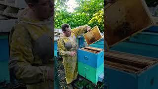 Жара. Пчелы негодуют. А липовый мед есть?  #shorts #пасека #пчеловодство #bee #apiary #бджоли