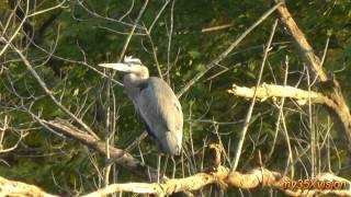 Birds at Sunset: Great Blue Heron, Cormorant, Ospreys ~ Fix "yt:stretch=16:9"