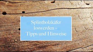   Splintholzkäfer loswerden – Tipps und Hinweise