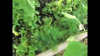 Мой огород - Кукуруза, Подсолнух и другие грядки