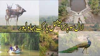 Lal Suhanra National Park | Bahawalpur | Punjab Pakistan