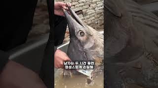 냄새나지만 맛있는 생선 요리