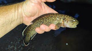 Catching Native Freshwater Blackfish At Sunset