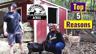 Why You Should Get Nigerian Dwarf Goats | Top 5 Reasons