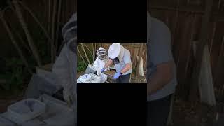 Young Beekeeper, Armen Rostomyan instructional video for beginners