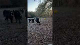 Simmental Angus Bull Calves.