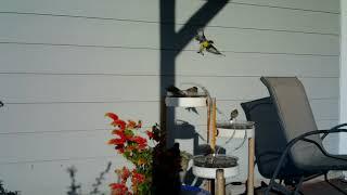 Western Bluebird Bathtime Bonanza!