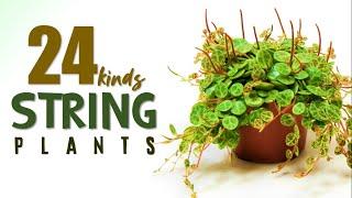 24 STRING PLANTS VARIETY | HERB STORIES