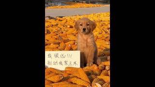 萌宠乐园-小金毛治愈所有的不开心～#狗狗 #小...#金毛 #萌到爆炸了 #小金毛的日常
