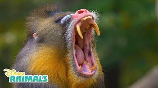 Mandrills! | Disney Animals | Disney Junior