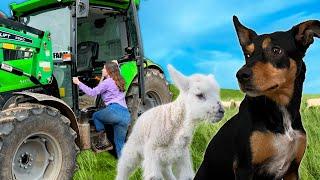 A Doggy Disaster & Little Lambs! Australian Sheep Farm Vlog