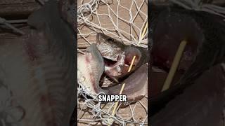 Inshore fishing and crab trapping! #fishing #inshorefishing