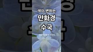 만화경 수국 꽃이팡팡 ~바로위 클릭하면 풀영상 ~
