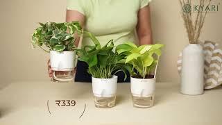 Still buying one plant at a time? Have a look at Kyari's hand picked combos! Plant Decor Combos