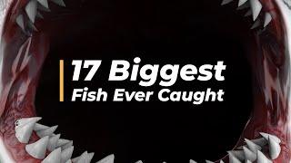 17 Biggest Fish Ever Caught: Meet the Giants