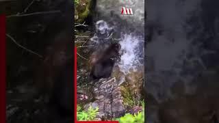 Bearly Fishing!   #bear #fish #feeding #stream #catch #wildlife #animals #authorisedmedia