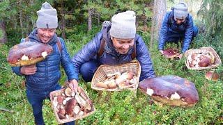 HEAVY GIANT MUSHROOMS!!! !!! MUSHROOM FORAGING!! FUNGHI PORCINI, PORCINO, CEP, PENNY BUN.