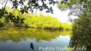 Kayaking Dove Creek Hammocks in The Florida Keys
