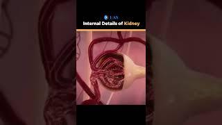 Internal Details of Kidney I Anatomy I IFAS