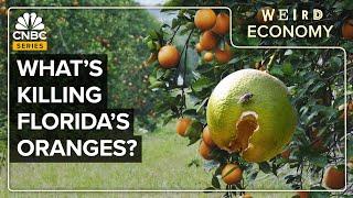 Why California Is Beating Florida In Citrus Production