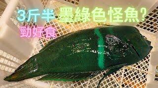 墨綠色古怪魚？3斤半重,1魚2味居然勁好食,膠質重,香味濃：紅喉蓋魚~fishcutting香港海鮮~社長遊街市Seafood