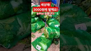 농부는 눈물 난다! 3000원에 팔께요! #폭락 #맛집 #시장 #배추 #김치