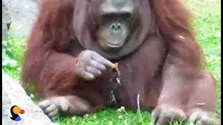 Zoo Orangutan Rescues Drowning Bird | The Dodo