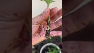 Success#Happymood#plants #easytogrow#organicgrowing#homenursery #organicgardening#